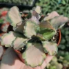 Rare Variegated Pink Kalanchoe Plant Live, Stained Glass Succulent for Indoor and Outdoor Gardens, In 4 Inc Pot