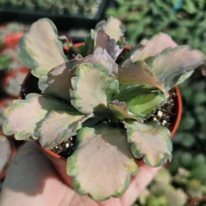 Rare Variegated Pink Kalanchoe Plant Live, Stained Glass Succulent for Indoor and Outdoor Gardens, In 4 Inc Pot