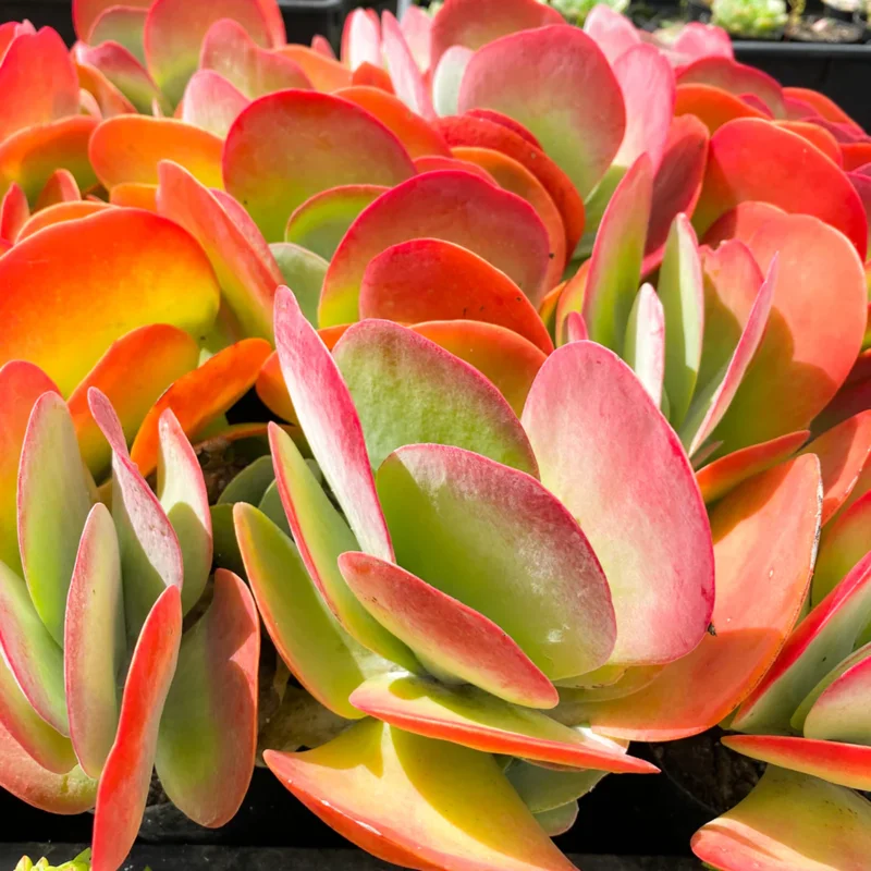 Kalanchoe Paddle Plant Succulent Live, Kalanchoe Houseplant in 4-Inch Pot for Indoor Decor