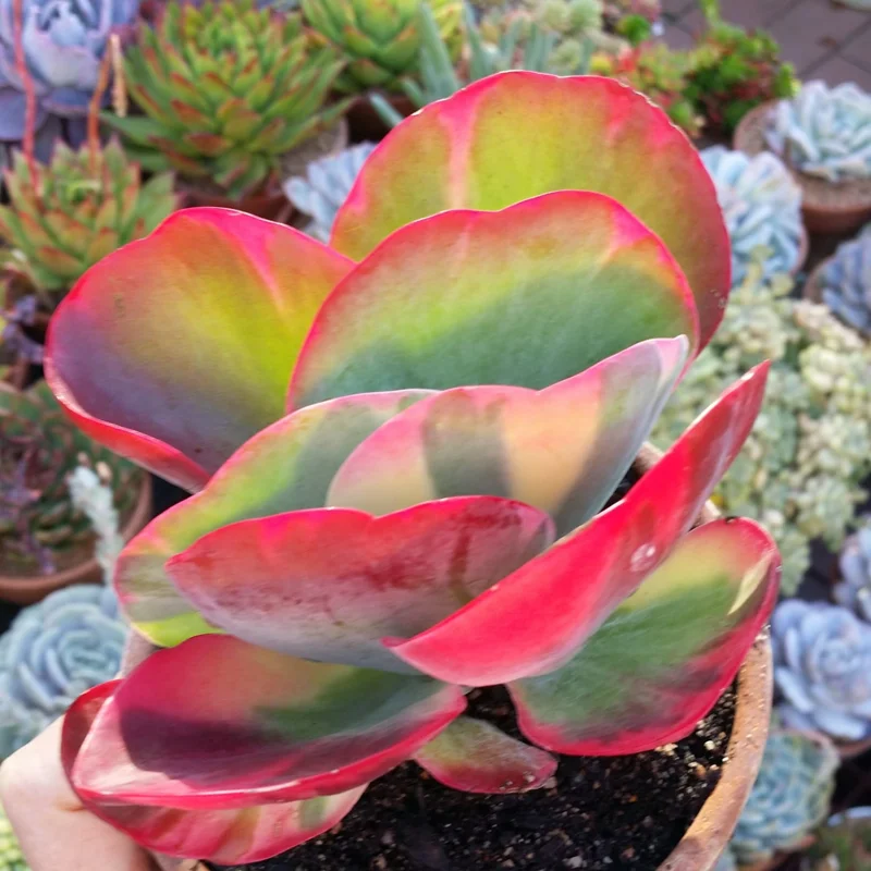 Kalanchoe Paddle Plant Succulent Live, Kalanchoe Houseplant in 4-Inch Pot for Indoor Decor