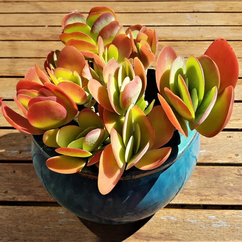 Kalanchoe Paddle Plant Succulent Live, Kalanchoe Houseplant in 4-Inch Pot for Indoor Decor