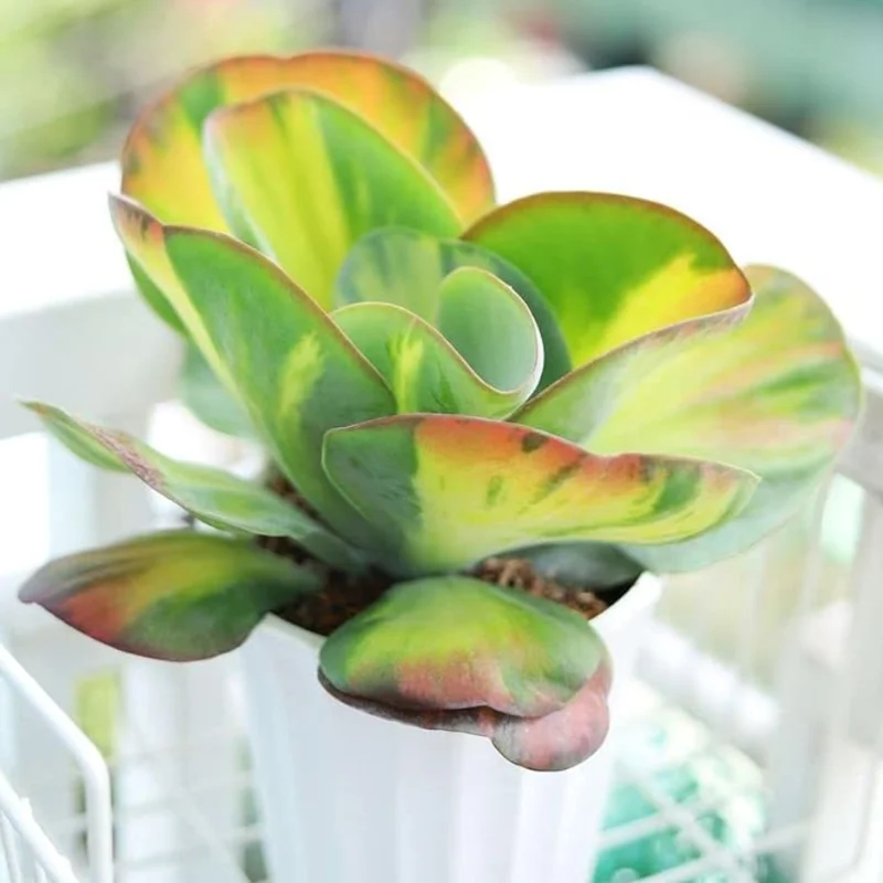 Kalanchoe Paddle Plant Succulent Live, Kalanchoe Houseplant in 4-Inch Pot for Indoor Decor