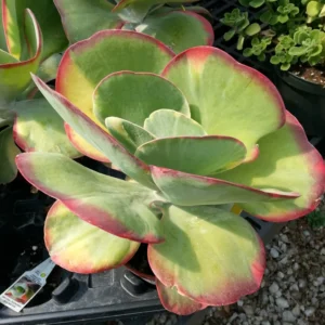 Kalanchoe Paddle Succulent Plant Live, Indoor Houseplant in 4-Inch Pot, Kalanchoe Plant Live