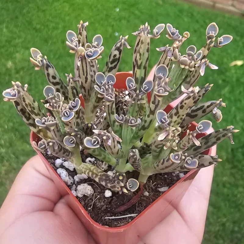 Kalanchoe Succulent Live Plant, Mother of Millions Rare Kalanchoe Houseplant, Kalanchoe Plant Live, In 2 Inc Pot