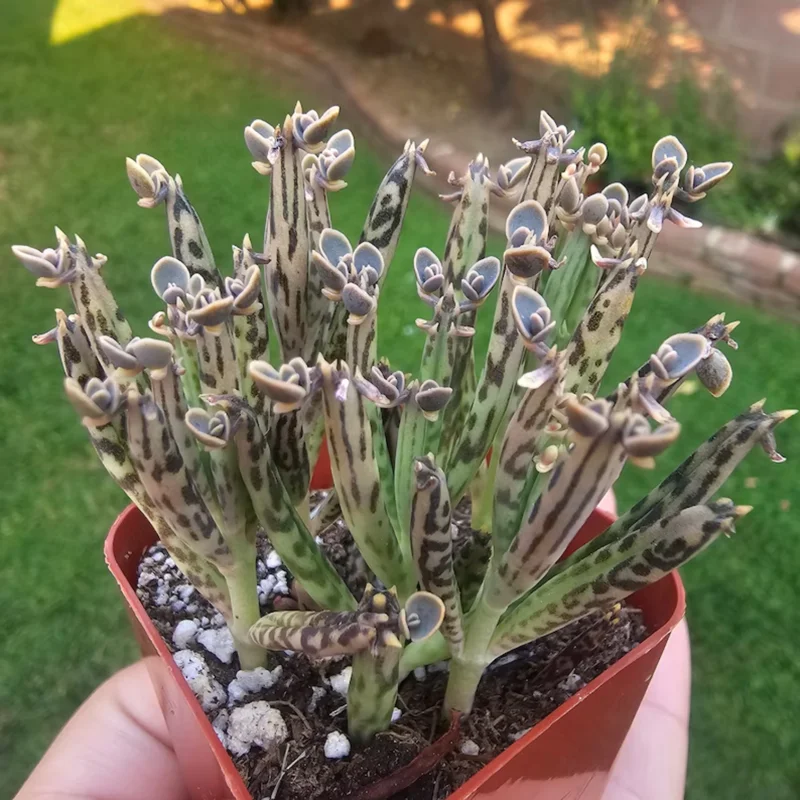 Kalanchoe Succulent Live Plant, Mother of Millions Rare Kalanchoe Houseplant, Kalanchoe Plant Live, In 2 Inc Pot