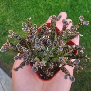 Kalanchoe Succulent Live Plant, Mother of Millions Rare Kalanchoe Houseplant, Kalanchoe Plant Live, In 2 Inc Pot