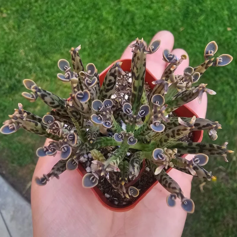 Kalanchoe Succulent Live Plant, Mother of Millions Rare Kalanchoe Houseplant, Kalanchoe Plant Live, In 2 Inc Pot