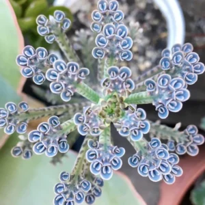 2 Mother of Millions Succulent Live Kalanchoe Plants, Kalanchoe Houseplant for Indoor Gardening, In 2 Inc Pots