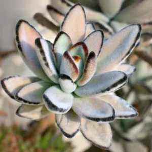 Kalanchoe Panda Plant Live Succulent, Rare Fuzzy Succulent for Indoor Decor, In 2 Inch Pot, Kalanchoe Plant Live