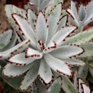 Kalanchoe Panda Plant Live Succulent, Rare Fuzzy Succulent for Indoor Decor, In 2 Inch Pot, Kalanchoe Plant Live