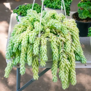 Trailing Donkey Tail Sedum, Live Succulent Plant for Indoor Outdoor Decoration, Ideal for Pots and Planters, In 2 Inc Pot