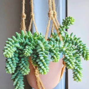 Trailing Donkey Tail Sedum, Live Succulent Plant for Indoor Outdoor Decoration, Ideal for Pots and Planters, In 2 Inc Pot