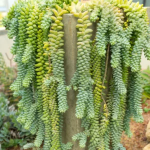 Donkey Tail Sedum Plant, Trailing Succulent Plant Live for Hanging Baskets, Pots, and Home Gardens, In 2 Inc Pot