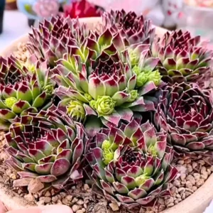 Hens and Chicks Succulent Plant Live in 4 Inch Pot, Easy Care, Great for Indoor Outdoor Decor, Low Maintenance