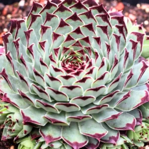 Hens and Chicks Succulent Plant Live in 4 Inch Pot, Easy Care, Great for Indoor Outdoor Decor, Low Maintenance