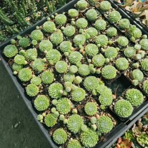 Succulent Plant Live Hens and Chicks Plant in 2 Inch Pot, Low Maintenance, Great for Indoor Outdoor Decor