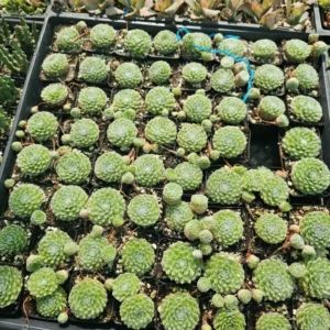 Succulent Plant Live Hens and Chicks Plant in 2 Inch Pot, Low Maintenance, Great for Indoor Outdoor Decor