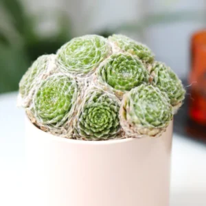 Succulent Plant Live Hens and Chicks Plant in 2 Inch Pot, Low Maintenance, Great for Indoor Outdoor Decor