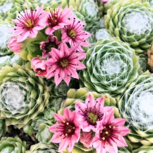 Succulent Plant Live Hens and Chicks Plant in 2 Inch Pot, Low Maintenance, Great for Indoor Outdoor Decor