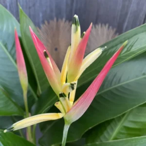 2 Tropical Orange Heliconia Rhizomes, Live Heliconia Roots, Multicolor Heliconia Plant for Exotic Gardens And Outdoor Decor