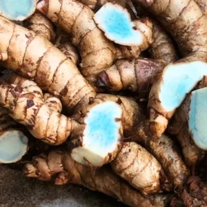 Blue Turmeric Roots for Planting, Pack 2 Fresh Turmeric Rhizomes, Live Turmeric Plant for Home Gardens, Rare Turmeric Tubers