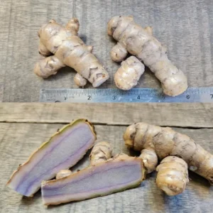Blue Turmeric Roots for Planting, Pack 2 Fresh Turmeric Rhizomes, Live Turmeric Plant for Home Gardens, Rare Turmeric Tubers