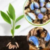 2 Fresh Blue Turmeric Rhizomes, Turmeric Live Plants, Rare Turmeric Roots for Gardening and Easy Growing, Turmeric Tubers