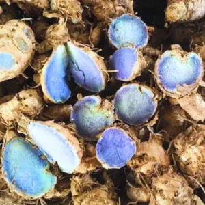 2 Fresh Blue Turmeric Rhizomes, Turmeric Live Plants, Rare Turmeric Roots for Gardening and Easy Growing, Turmeric Tubers