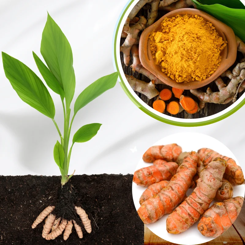 Yellow Turmeric Roots for Planting, 1 Lb Fresh Turmeric Rhizomes, Live Curcuma Turmeric Plant for Home Gardens