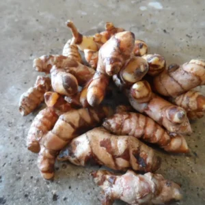 Yellow Turmeric Roots for Planting, 1 Lb Fresh Turmeric Rhizomes, Live Curcuma Turmeric Plant for Home Gardens