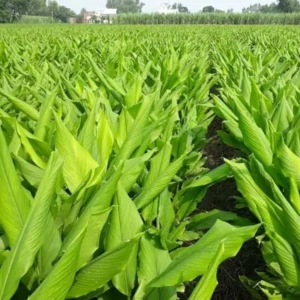 2 Lbs Fresh Turmeric Rhizomes, Curcuma Turmeric Live Plants, Yellow Turmeric Roots for Gardening, Turmeric Tubers