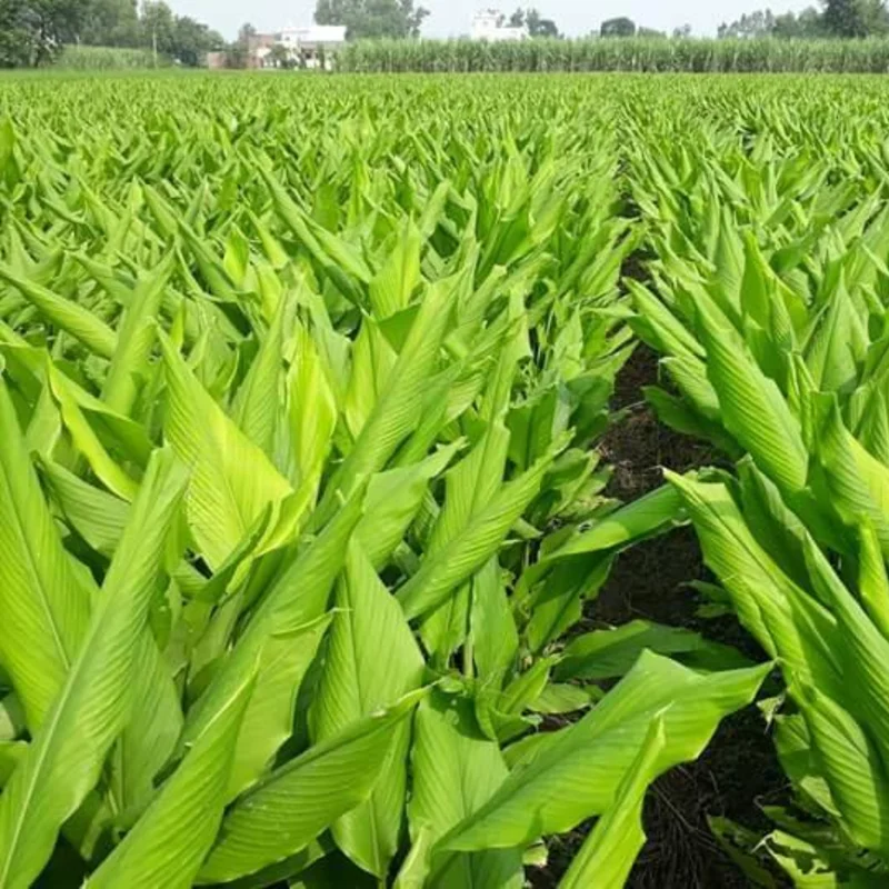 2 Lbs Fresh Turmeric Rhizomes, Curcuma Turmeric Live Plants, Yellow Turmeric Roots for Gardening, Turmeric Tubers