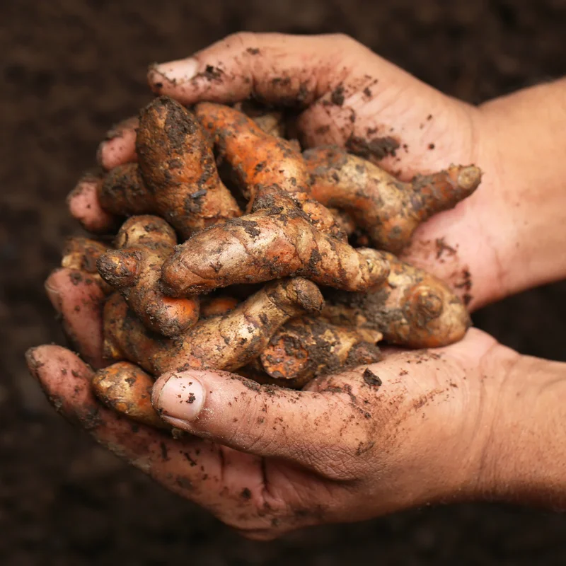 8Oz Yellow Turmeric Rhizomes, Fresh Turmeric Roots for Growing, Curcuma Turmeric Tubers To Grow