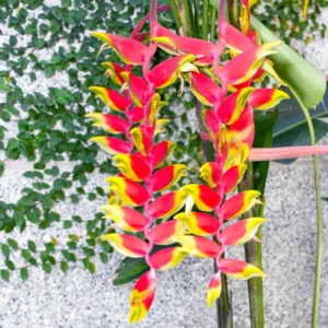 2 Hanging Lobster Claw Heliconia Rostrata Rhizomes, 6-12
