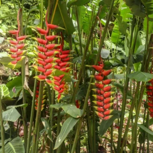 2 Hanging Lobster Claw Heliconia Rostrata Rhizomes, 6-12
