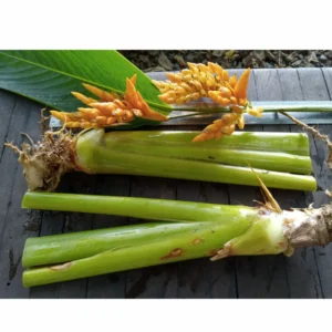 2 Tropical Yellow Heliconia Rhizomes, Live Heliconia Well Rooted 10 Inc, Multicolor Heliconia Plant for Exotic Gardens