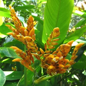 2 Yellow Heliconia Rhizomes, Multicolor Tropical Heliconia Well Rooted 10 Inc for Garden or Home Landscaping