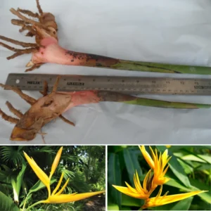 2 Yellow Heliconia Rhizomes, 6-10 Inc Tall, Bird Of Paradise Tropical Heliconia Roots, Live Rhizomes for Garden or Home Landscaping