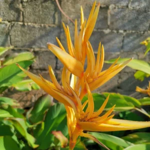 2 Tropical Yellow Heliconia Rhizomes, Live Heliconia Roots, 6-10 Inc Tall, Bird Of Paradise Heliconia Plant for Exotic Gardens