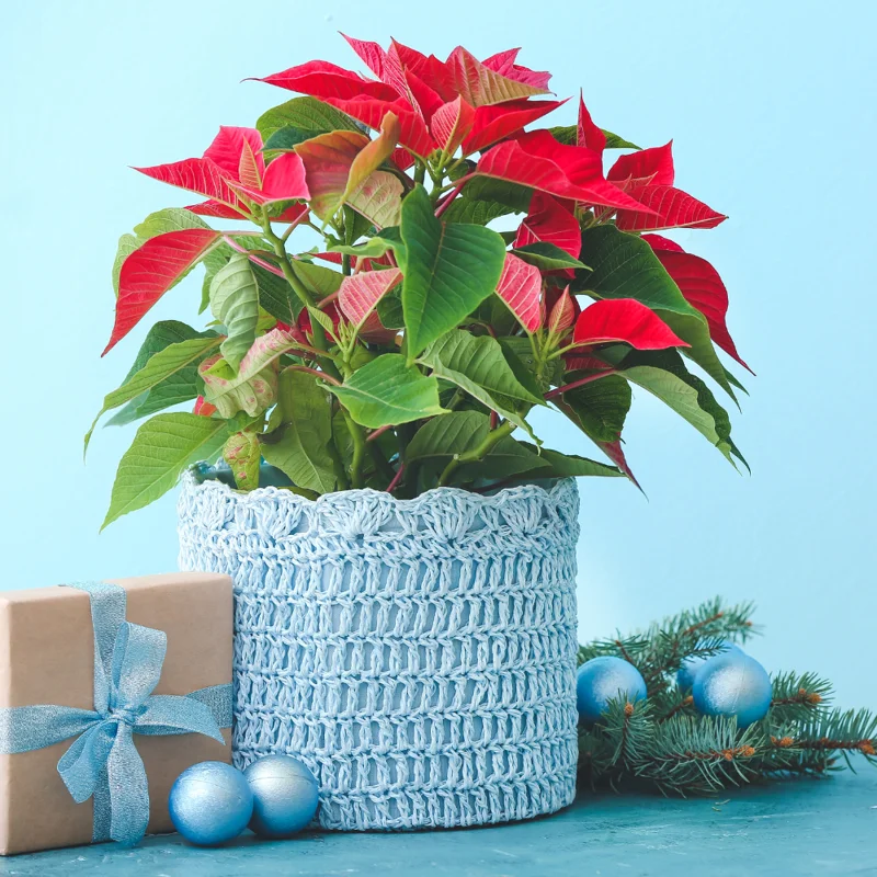 Poinsettia Plants Live in 4" Pot, Red Poinsettias Flowers Plant for Decoration, Flowering Poinsettia Plant, Live Houseplant Indoor Growing