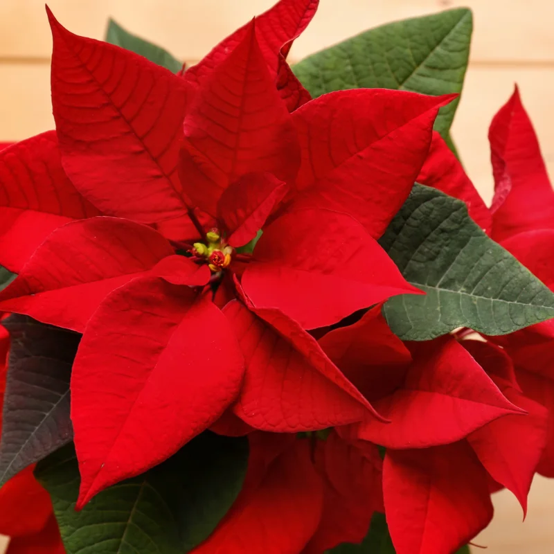 Poinsettia Plants Live in 4" Pot, Red Poinsettias Flowers Plant for Decoration, Flowering Poinsettia Plant, Live Houseplant Indoor Growing