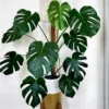 Monstera Plant, Monstera Deliciosa Plant, House Plant, Monstera Plant Live 4 Inches Pot