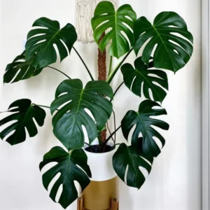 Monstera Plant, Monstera Deliciosa Plant, House Plant, Monstera Plant Live 4 Inches Pot