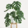 Monstera Deliciosa Live Plant, Live Monstera Plant Indoor In 4 Inches Pot Houseplant, Indoor Plant