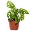 Swiss Cheese Plant Live, Swiss Cheese Plant Live Indoor, Live Monstera Plant, Indoor Plant Monstera Potted