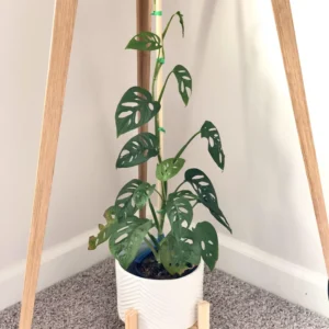 Swiss Cheese Plant Live, Swiss Cheese Plant Live Indoor, Live Monstera Plant, Indoor Plant Monstera Potted