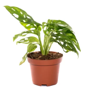 Swiss Cheese Monstera Plant Live Large 4 Inches Pot, Monstera Live Plant, Rare Monstera Plant Live, Live Swiss Cheese Plant