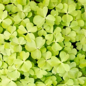 Oxalis Plant, Shamrock Plant Live, Small Shamrock Plant Potted