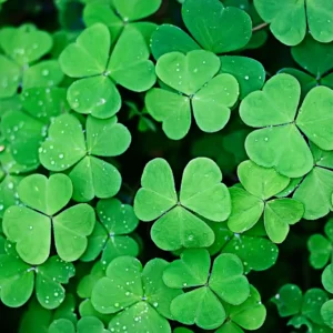 Oxalis Live Plant, Shamrock Plant, Shamrock Plant Live In Pot