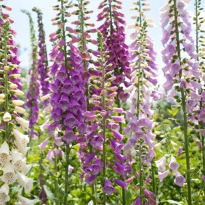 6 Foxglove Plants, Foxglove Seedlings, Foxglove Plants Live, Foxglove Perennial Plants